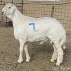 فحل مشروط صنف الصنف