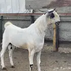 تيس بيشي صنف الصنف جذع
