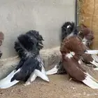 حمام جاكوبين للبيع