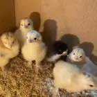 صوص براهما بسور