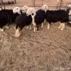 رخال حيل