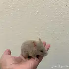 هامستر سوري ذكر لون رصاصي كامل   نادر   عمر شهرين   صحي جدا
