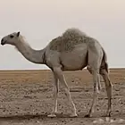حفرالباطن