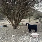 تيس فحل عارضي