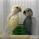 فروح روز للبيع