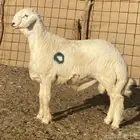 مشاريع فحول صنف الصنف