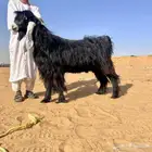 للبيع تيس عارضي كفو معرف السن ثني ارتفاع متر