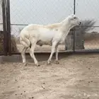 مشروع فحل أصمع (رفيدي)