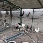عرض للبيع - ديكة - ديوك - إنتاج مزرعة