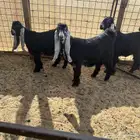 للبيع 3 جفار خصصم