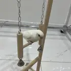 فرخ روز نهاية غر