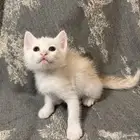 كتن شيرازي للبيع مو التبني