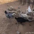 صيصان بلدي وفيومي عمر شهرين