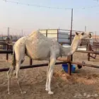 بكره وضحى مفروده