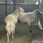 نعجتين حيل للبيع