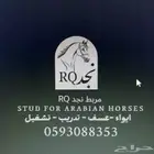 مربط نجد RQ ايواء عسف تدريب تشغيل