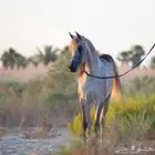 خيل جزيرية للبيع