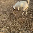 جفره ( تم البيع )