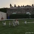 دجاج فيومي قولد منتج