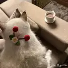 للبيع وليست للتبني التواصل للجاد