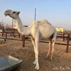 بكر ثنيه خفوت و بكره مفروده