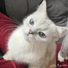 قطه سكوتش