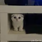 سكوتش فولد بيور