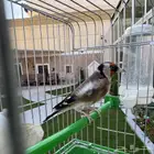 للبيع حسون اليف وشرط تغريد