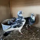 زوج زاجل بفروخه