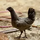 دجاج