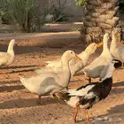 للبيع بط بكيني ودجاج فيومي