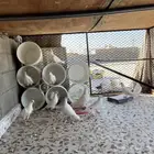 حمام فرنسي للبيع