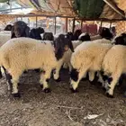 هرافي نعيمي طيبات مواليد شهر 1