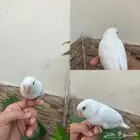 روز بينو اليف