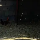 دجاجه عمرها 8 شهور وديك 8 شهور سيمت 50