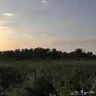 محتاج فرخ كرون