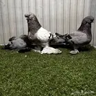 لونق فيس حامل لمن