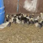 صوص بلدي