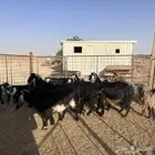 للبيع معزا
