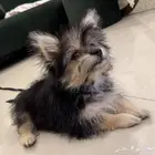 كلب مالتيز 3 شهور للبيع