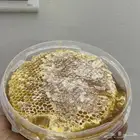 عسل العيد حر اصلي الباقي تحت