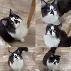 قط للتبني
