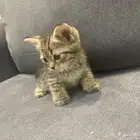 سكوتش ستريت للبيع