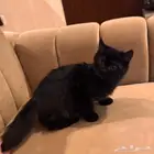 قط سكوتش ستريت اسود