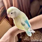 روز اليف طفرة لون مميز ( تم البيع )))