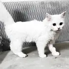 قطه لللبيع ع السوم