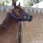 مهر شيخ