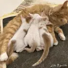 قطة وأطفالها للتبني