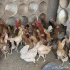 دجاج بياض