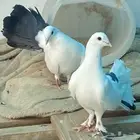 حمام رقاص للبيع زوج